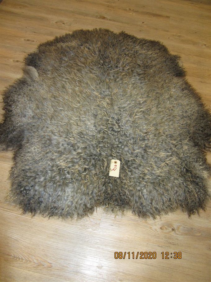 Lanhåret gotlænder  90x80   Pris 1200 kr.