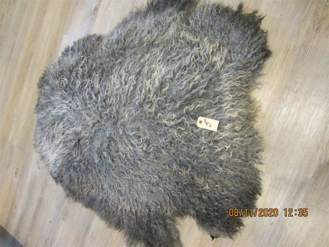 Langhåret gotlænder  99x78   Pris 1100 kr.